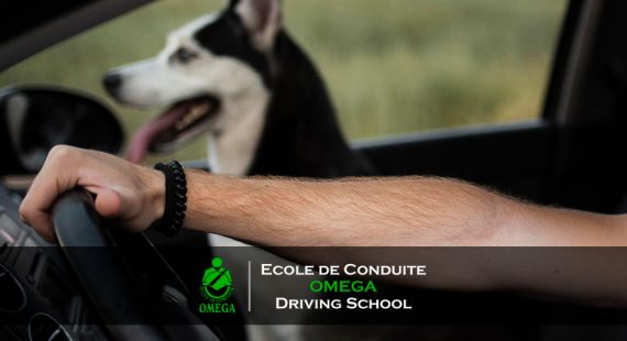 Driving with pets